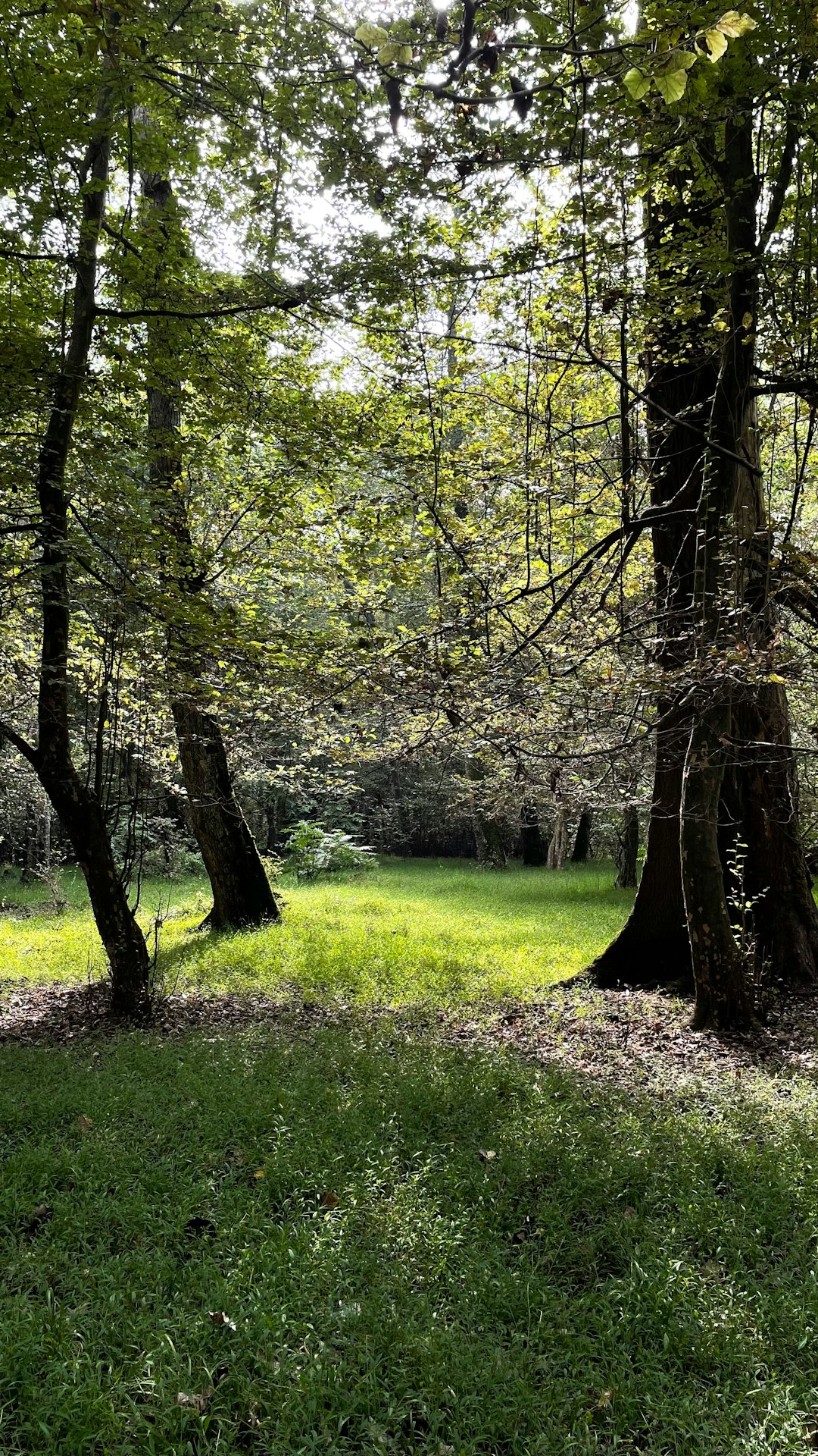 Sell Georgia land for cash